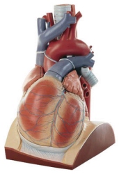 Heart, enlarged approx. 4 times, Lecture Theatre Model 