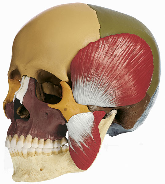 18-Piece Model of the Skull with Masticatory Muscle